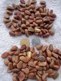 原味物理開口松子